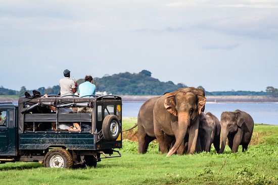 Wildlife encountered on a private Sri Lanka tour