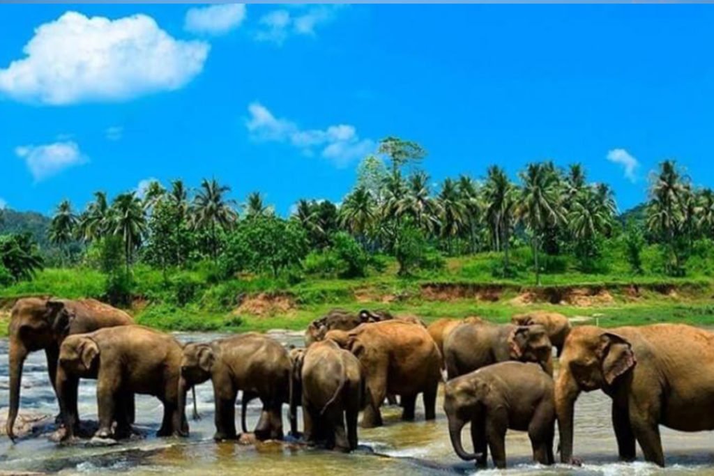 Pinnawela Elephant Orphanage