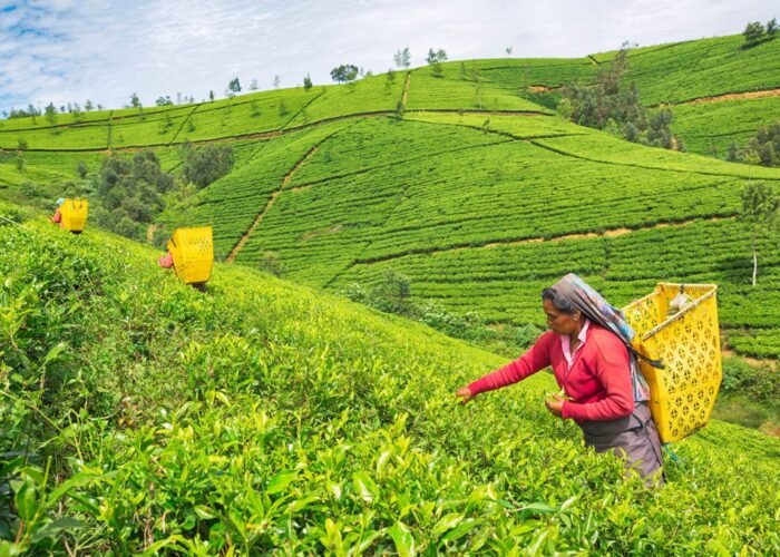 15979547-female-worker-at-tea-plantation-nuwara-eliya-sri-lanka