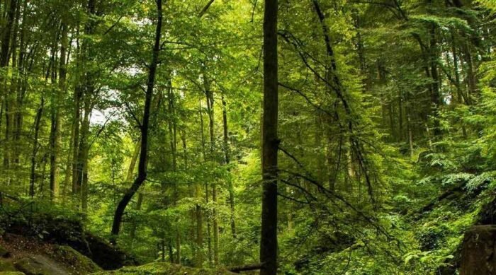 Rainforests-in-Sri-Lanka
