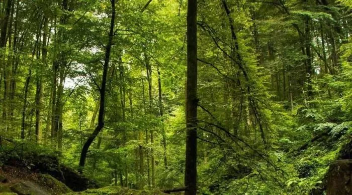 Rainforests-in-Sri-Lanka