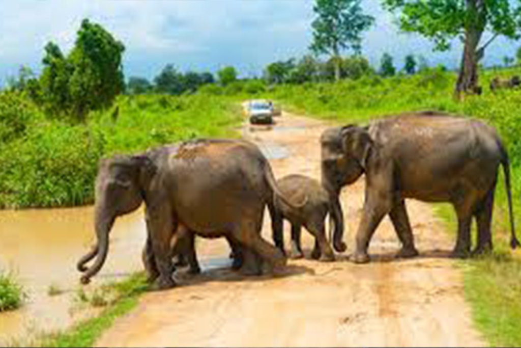 Udawalawe National Park