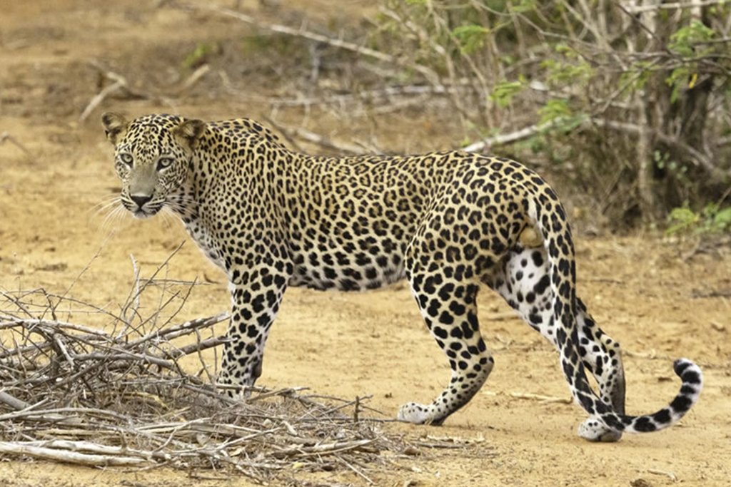Yala National Park
