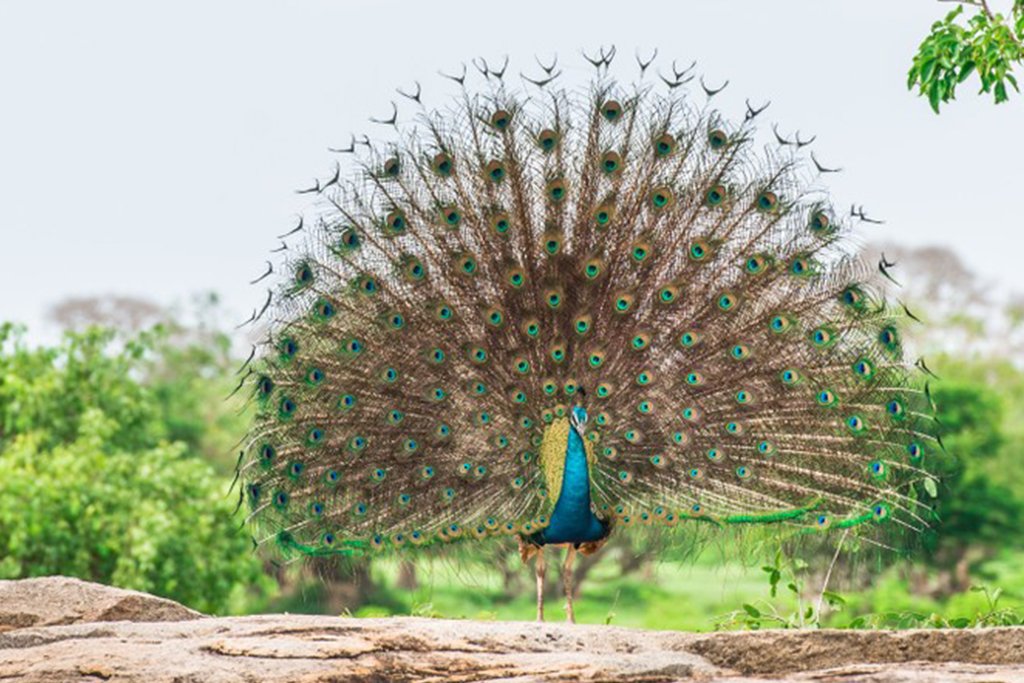 Wildlife habitat in Yala National Park
