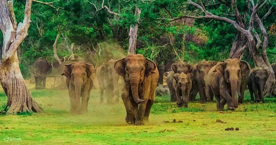 Elephants in Udawalawe National Park