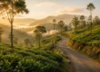 photograph of a Sri Lankan tea plantation in the hill country at golden hour